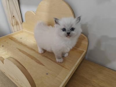 Mitted Kitten Girl - Ragdoll - Gallery Photo #1