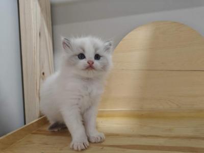 Bicolor Kitten Boy - Ragdoll - Gallery Photo #1