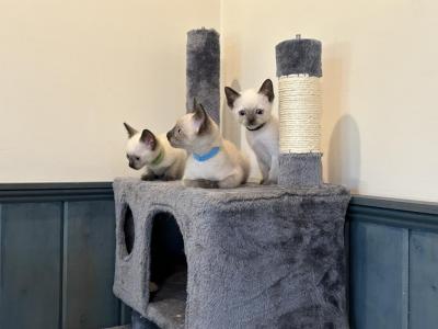 Oliver - Siamese - Gallery Photo #1