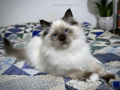 Algie - Ragdoll - Gallery Photo #1