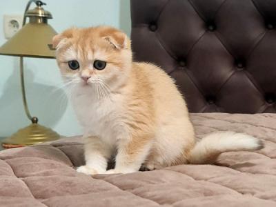 Julie Scottish - Scottish Fold - Gallery Photo #1