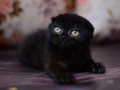 Oreo Scottish - Scottish Fold - Gallery Photo #1