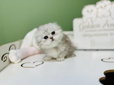 Fiona Scottish - Scottish Fold - Gallery Photo #1