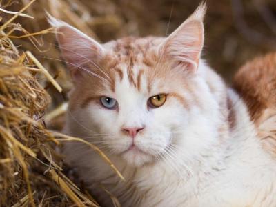 Odd Eyes Eli - Maine Coon - Gallery Photo #1