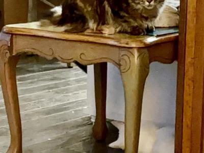 River - Maine Coon - Gallery Photo #1