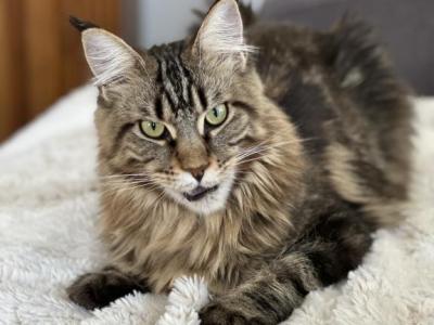 Princess Spayed - Maine Coon - Gallery Photo #1