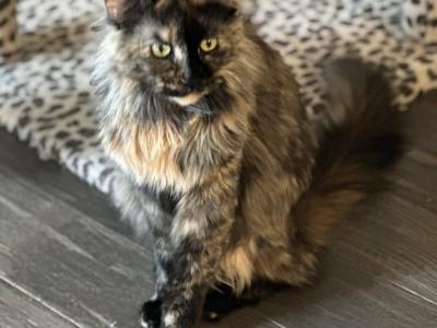 Misty Maui - Maine Coon - Gallery Photo #1