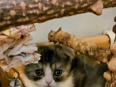 Halloween Scottish Folds - Scottish Fold - Gallery Photo #1