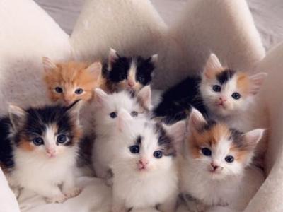 Cute Litter Of Fur Babies - Domestic - Gallery Photo #1