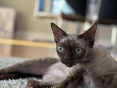 Leo - Devon Rex - Gallery Photo #1