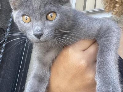 Luna Belle And The Kittens - Russian Blue - Gallery Photo #1