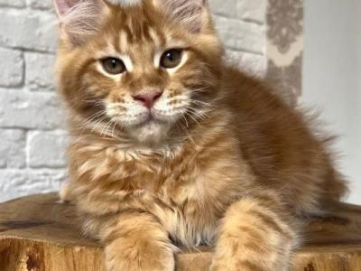 Citrus - Maine Coon - Gallery Photo #1