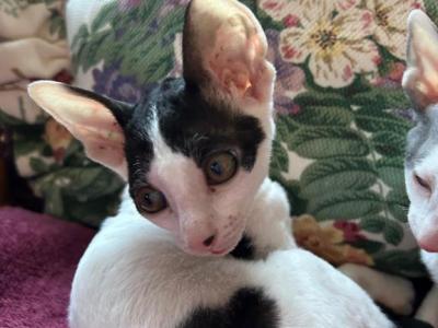 Moo - Cornish Rex - Gallery Photo #1