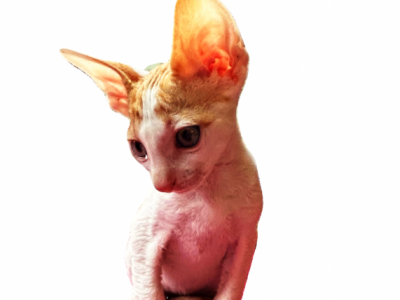 Nutter Butter - Cornish Rex - Gallery Photo #1