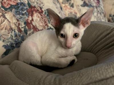 Heartie - Cornish Rex - Gallery Photo #1