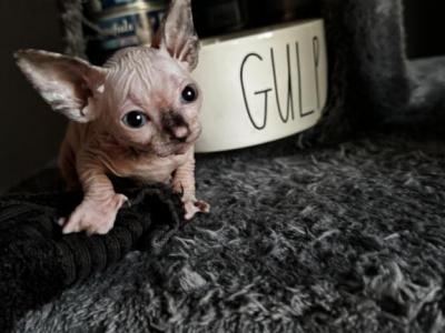 Tortishell Sphynx Kitten - Sphynx - Gallery Photo #1