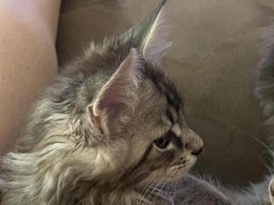 Silver - Maine Coon - Gallery Photo #1