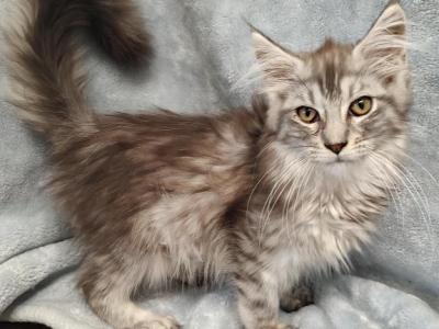 Male TICA Maine Coon Kitten - Maine Coon - Gallery Photo #1