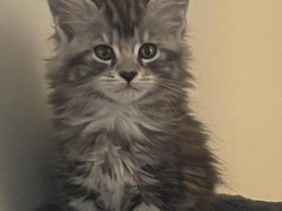 Silvergirl - Maine Coon - Gallery Photo #1