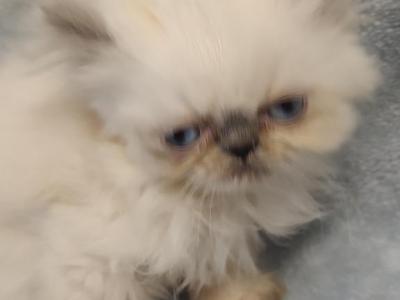 Blue Point Persian - Persian - Gallery Photo #1