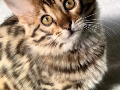 Bernadette - Bengal - Gallery Photo #1