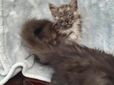 Twin Black Smoke Maine Girls - Maine Coon - Gallery Photo #1