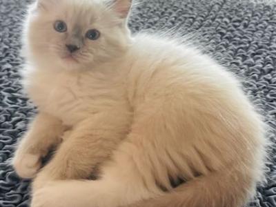 Blue Mitted Male Boy - Ragdoll - Gallery Photo #1