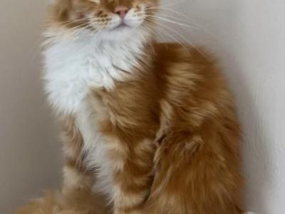 Batti - Maine Coon - Gallery Photo #1