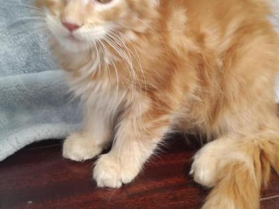 Orange Male TICA Maine Coon - Maine Coon - Gallery Photo #1