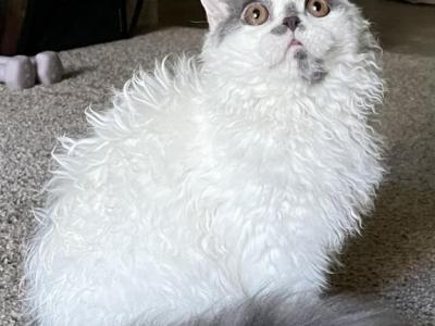 Joy My Soul Jacob - Selkirk Rex - Gallery Photo #1