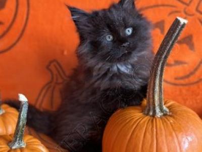 Soluna Black Smoke Female - Maine Coon - Gallery Photo #1