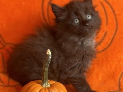 Doc McStuffins Black Smoke Females - Maine Coon - Gallery Photo #1