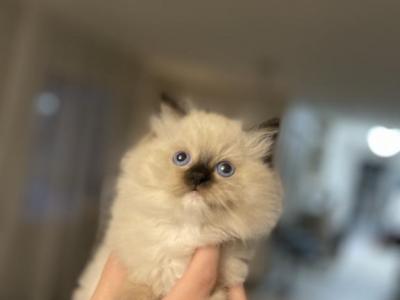 Ragdoll Babies 2 Litters - Ragdoll - Gallery Photo #1