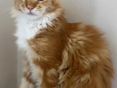 Batti - Maine Coon - Gallery Photo #1