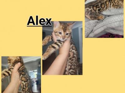 Alex - Bengal - Gallery Photo #1