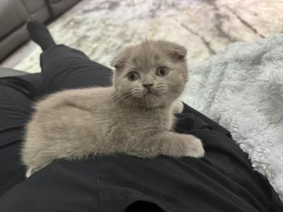 Daisy - Scottish Fold - Gallery Photo #1