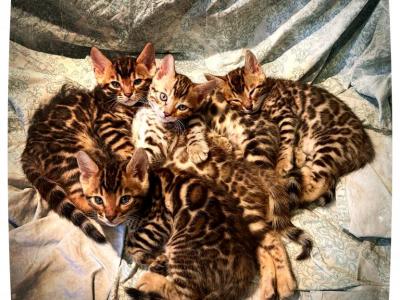 Prada And Louis Litter - Bengal - Gallery Photo #1