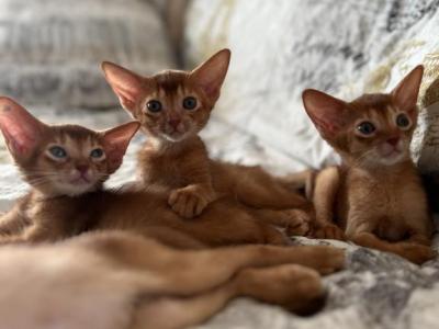 Maceey - Abyssinian - Gallery Photo #1