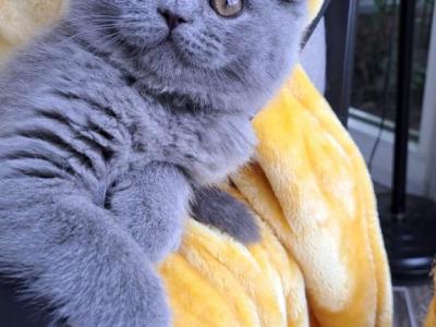 Blue Scottish Fold Kitty - Scottish Fold - Gallery Photo #1