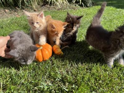 Rebel X Toby Litter - Maine Coon - Gallery Photo #1