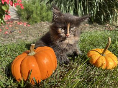 Cinnamon - Maine Coon - Gallery Photo #1