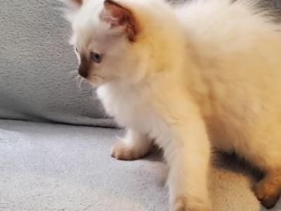 Beautiful Boy Ragdoll - Ragdoll - Gallery Photo #1