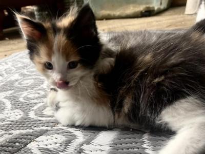 Calico - Maine Coon - Gallery Photo #1