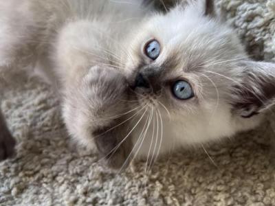 Ragdoll - Ragdoll - Gallery Photo #1