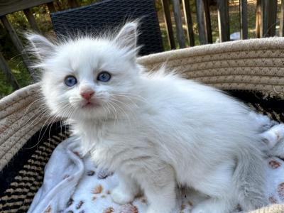 Traditional Ragdoll Kittens - Ragdoll - Gallery Photo #1