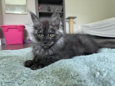 Sultan - Maine Coon - Gallery Photo #1