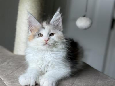 Rocsolana Polydactyl - Maine Coon - Gallery Photo #1