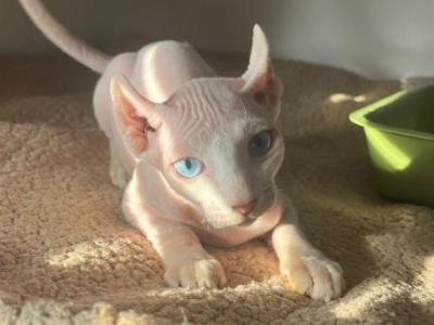 Snowball - Sphynx - Gallery Photo #1