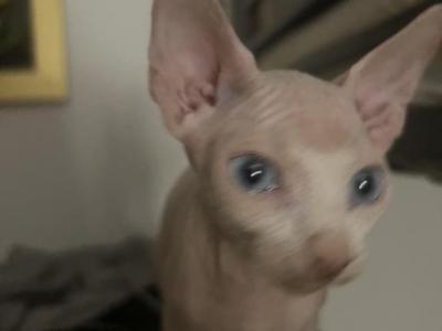 Elvis - Sphynx - Gallery Photo #1