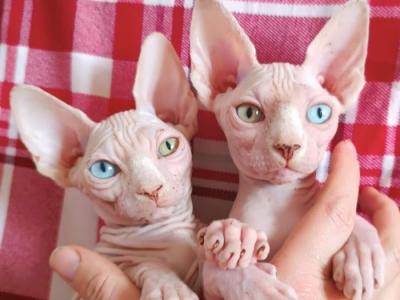 Sima And Selina ODD EYE - Sphynx - Gallery Photo #1